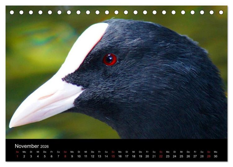 Produktbild: Das Leben der Enten (Tischkalender 2026 DIN A5 quer), CALVENDO Monatskalender