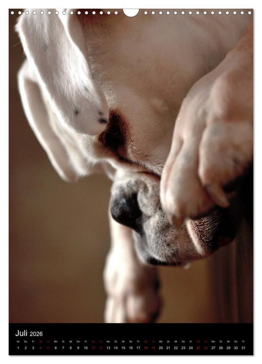 Produktbild: Stille Momente - Die sensible Seite der Hunde (Wandkalender 2026 DIN A3 hoch), CALVENDO Monatskalender