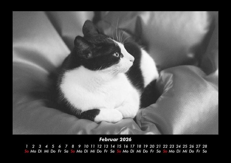 Produktbild: Welt der Tiere 2026 Fotokalender DIN A3
