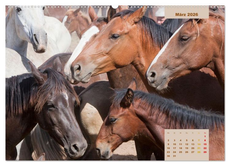 Produktbild: Pferde - Andalusiens wilder Westen (hochwertiger Premium Wandkalender 2026 DIN A2 quer), Kunstdruck in Hochglanz