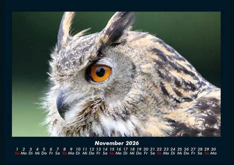 Produktbild: Tiere in der Wildnis 2026 Fotokalender DIN A4