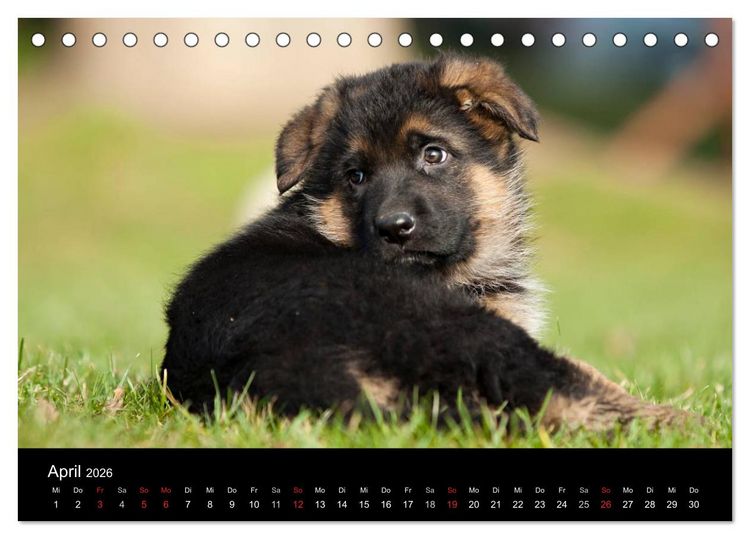 Produktbild: Deutscher Sch&auml;ferhund - Welpen (Tischkalender 2026 DIN A5 quer), CALVENDO Monatskalender