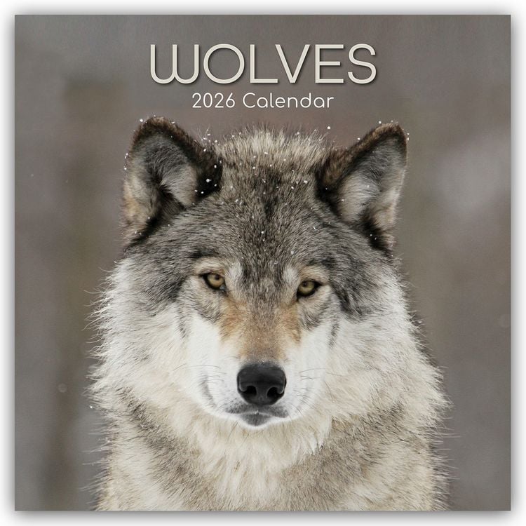 Produktbild: Wolves – Wölfe 2026 – 16-Monatskalender