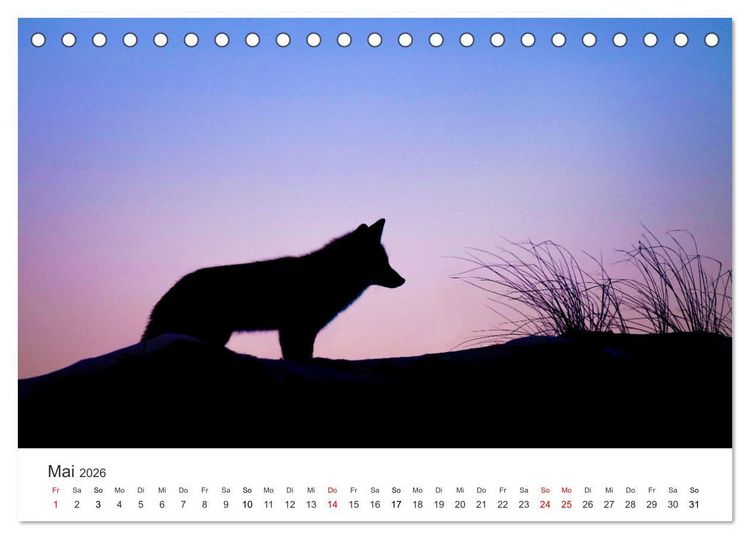Produktbild: Flinke F&uuml;chse (Tischkalender 2026 DIN A5 quer), CALVENDO Monatskalender