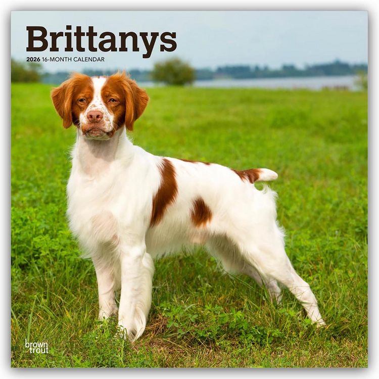 Produktbild: Brittanys &ndash; Bretonischer Vorstehhund 2026 &ndash; 16-Monatskalender