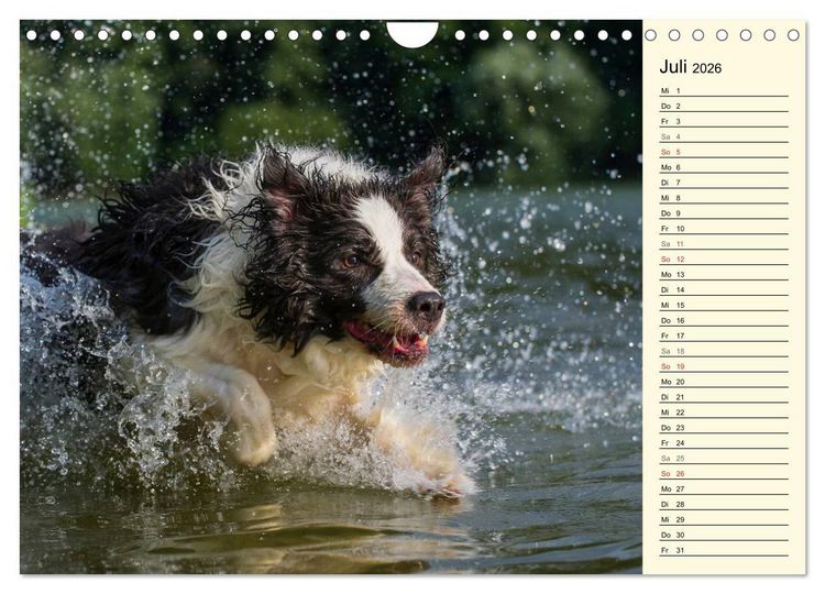 Produktbild: Border Collie 2026 (Wandkalender 2026 DIN A4 quer), CALVENDO Monatskalender