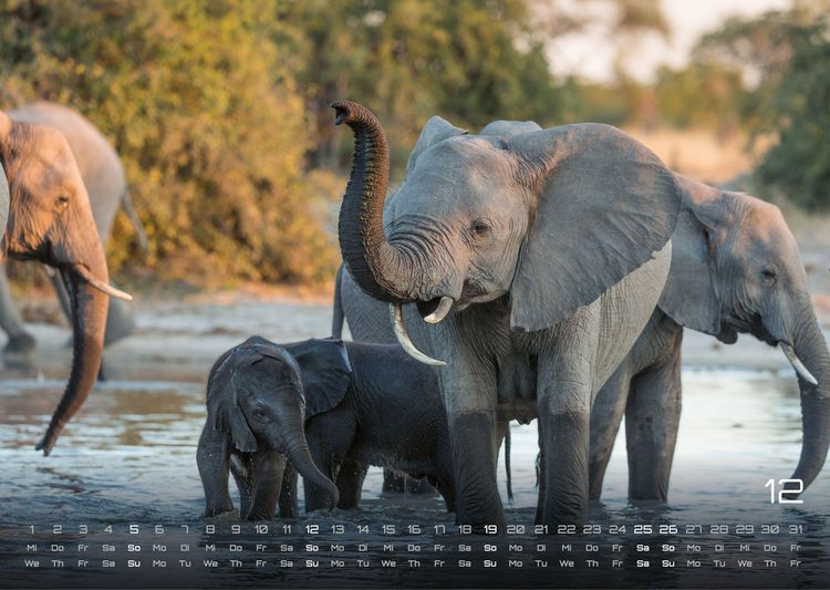 Produktbild: Elefanten - einzigartige Giganten - 2027 - Kalender DIN A3