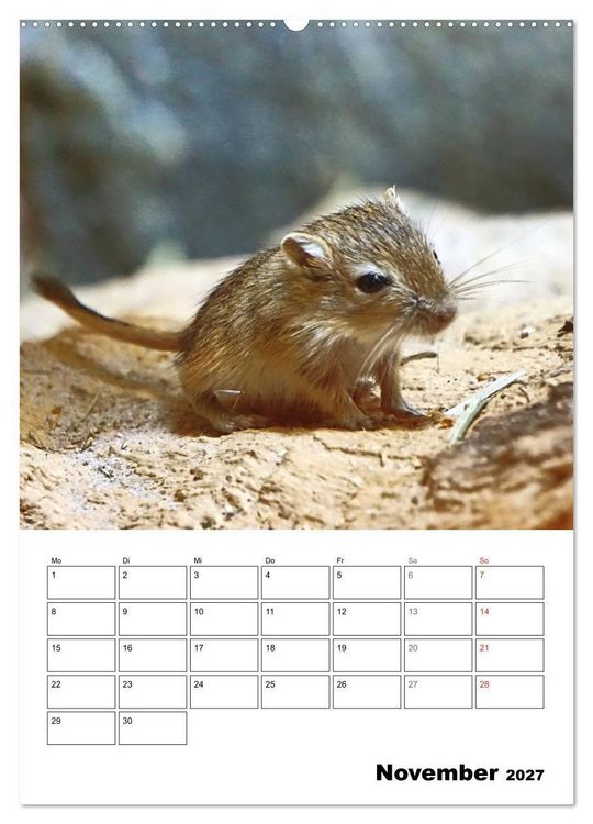Produktbild: Mongolische Rennm&auml;use (Wandkalender 2027 DIN A2 hoch), CALVENDO Monatskalender