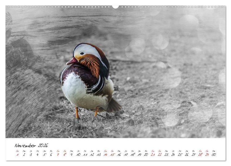 Produktbild: Abenteuer einer Mandarinente (hochwertiger Premium Wandkalender 2026 DIN A2 quer), Kunstdruck in Hochglanz
