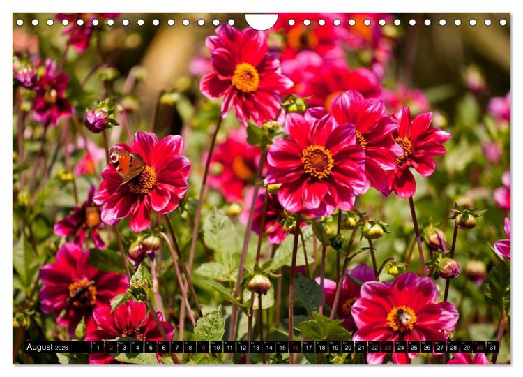 Produktbild: Dahlia - Dahlien (Wandkalender 2026 DIN A4 quer), CALVENDO Monatskalender
