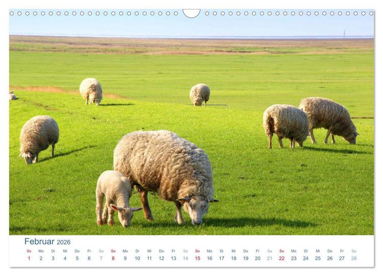 Produktbild: Schafe am Deich 2026. Tierische Impressionen von der Nordseek&uuml;ste (Wandkalender 2026 DIN A3 quer), CALVENDO Monatskalender