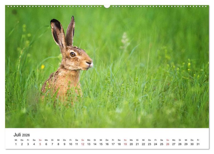 Produktbild: Unsere heimische Tierwelt (Wandkalender 2026 DIN A2 quer), CALVENDO Monatskalender
