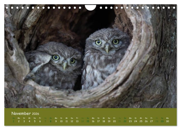 Produktbild: Steink&auml;uze (Athene noctua) (Wandkalender 2026 DIN A4 quer), CALVENDO Monatskalender