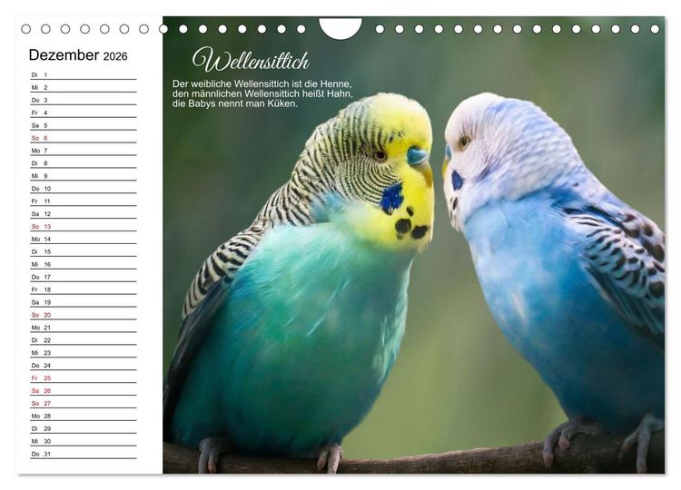 Produktbild: F&uuml;r pfiffige Kids- Haus- und Hoftiere (Wandkalender 2026 DIN A4 quer), CALVENDO Monatskalender
