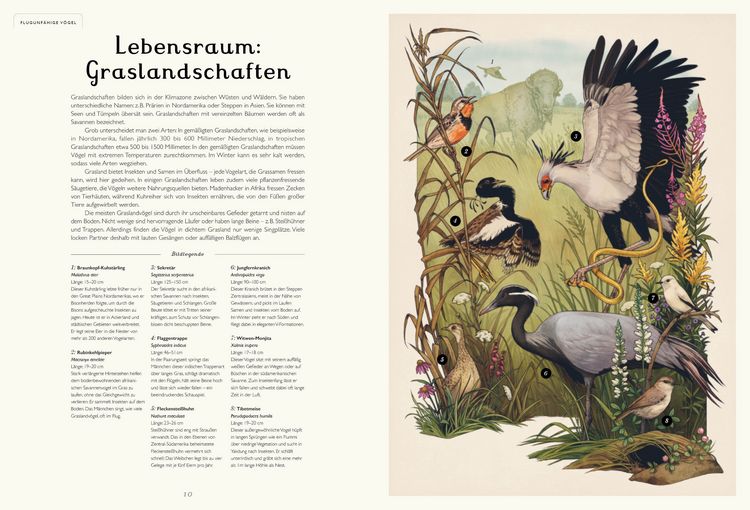 Produktbild: Das Museum der V&ouml;gel