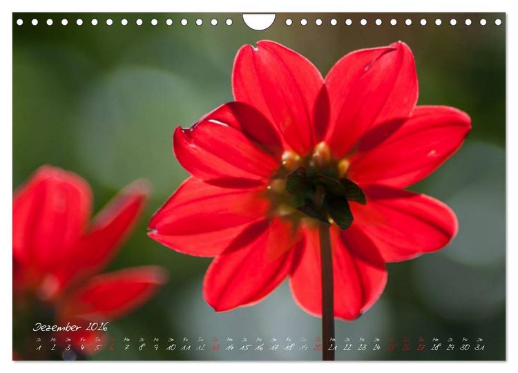 Produktbild: Bl&uuml;tenzauber in meinem Garten (Wandkalender 2026 DIN A4 quer), CALVENDO Monatskalender