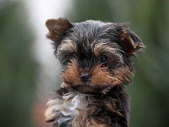 Produktbild: CALVENDO Puzzle Yorkshire-Terrier Welpe | 1000 Teile Lege-Gr&ouml;&szlig;e 64x48cm Foto-Puzzle f&uuml;r gl&uuml;ckliche Stunden