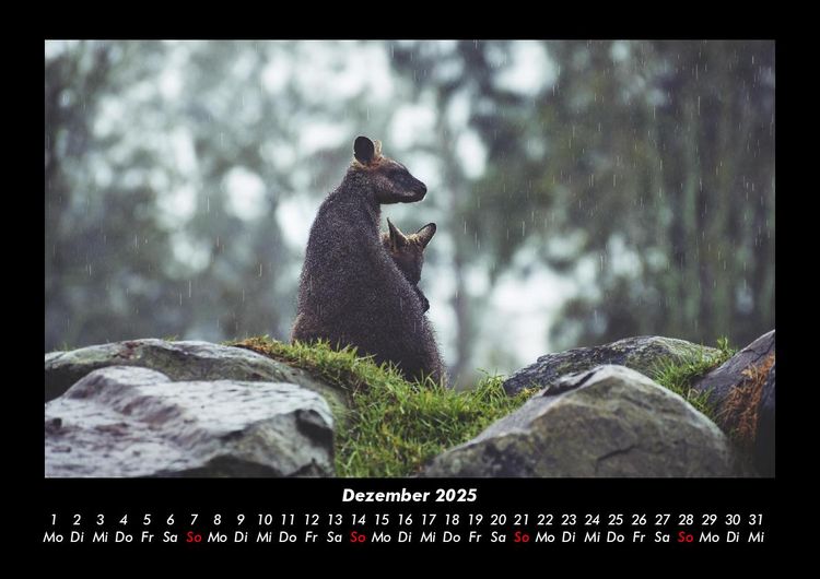 Produktbild: Welt der Tiere 2025 Fotokalender DIN A3
