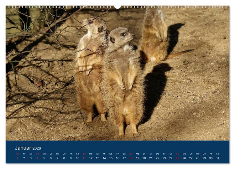 Produktbild: Erdm&auml;nnchen - Zusammen sind wir stark (Wandkalender 2026 DIN A2 quer), CALVENDO Monatskalender