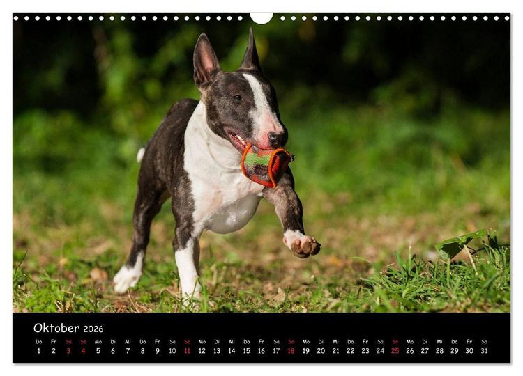 Produktbild: Bullterrier (Wandkalender 2026 DIN A3 quer), CALVENDO Monatskalender