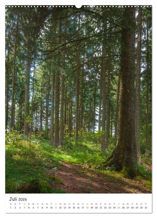 Produktbild: B&auml;ume im Harz (Wandkalender 2026 DIN A2 hoch), CALVENDO Monatskalender