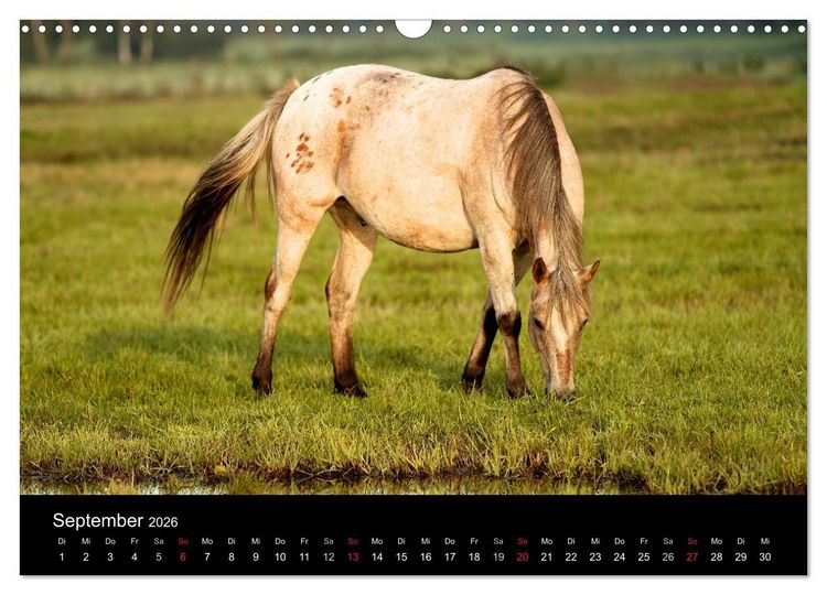 Produktbild: Wilde Pferde (Wandkalender 2026 DIN A3 quer), CALVENDO Monatskalender