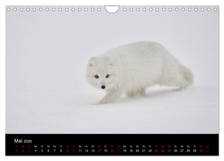 Produktbild: Polarfuchsstudien Wildlife (Wandkalender 2026 DIN A4 quer), CALVENDO Monatskalender
