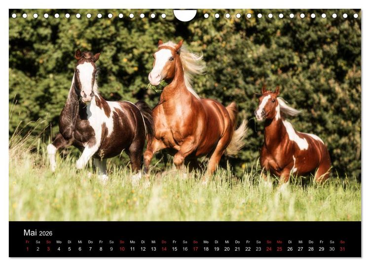 Produktbild: Pferde Tr&auml;ume (Wandkalender 2026 DIN A4 quer), CALVENDO Monatskalender