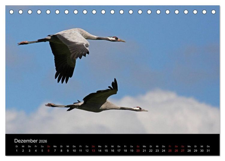 Produktbild: Kranich-Land Brandenburg (Tischkalender 2026 DIN A5 quer), CALVENDO Monatskalender