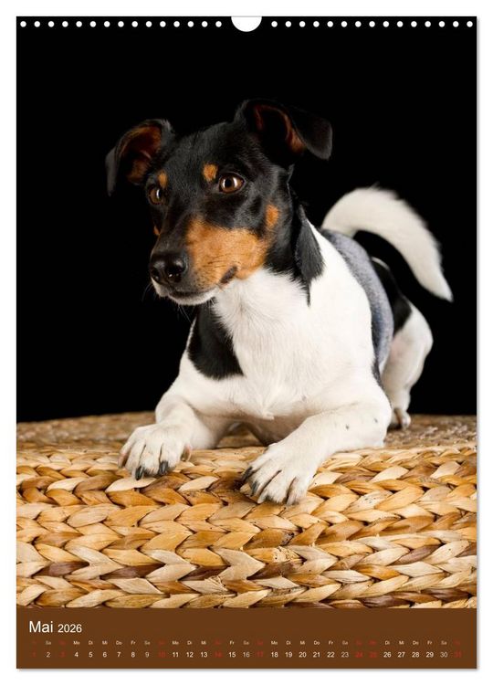 Produktbild: Jack Russell Terrier (Wandkalender 2026 DIN A3 hoch), CALVENDO Monatskalender