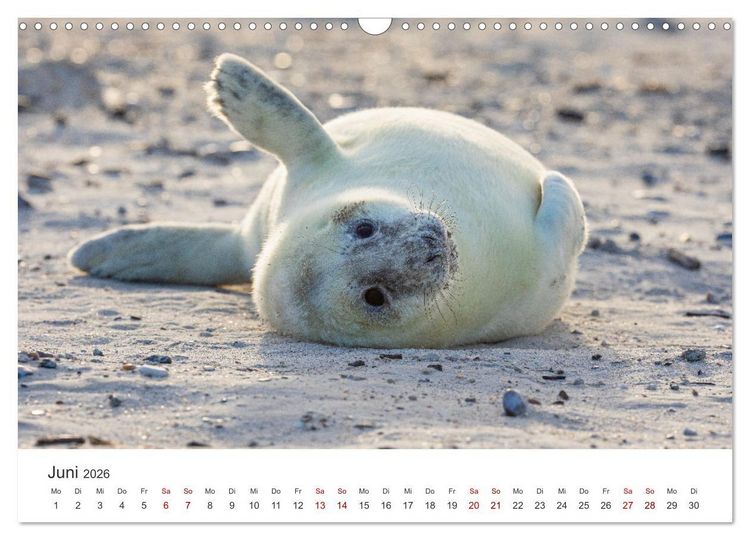 Produktbild: Junge Kegelrobben (Wandkalender 2026 DIN A3 quer), CALVENDO Monatskalender