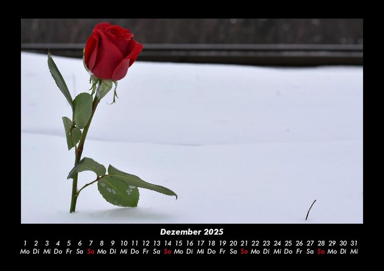 Produktbild: Rosentraum 2025 Fotokalender DIN A3