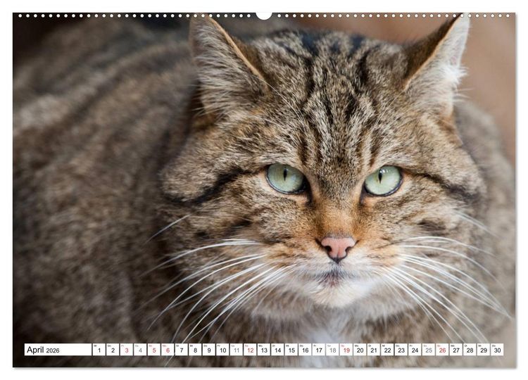 Produktbild: Emotionale Momente: Raubtiere in Deutschland (Wandkalender 2026 DIN A2 quer), CALVENDO Monatskalender