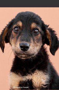 Produktbild: Notizb&uuml;cher / S&uuml;&szlig;es Hunde Welpe Notizbuch Businessplaner Geschenkidee f&uuml;r Mann Frau und Kind