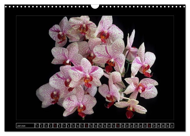 Produktbild: Orchideen 2026 (Wandkalender 2026 DIN A3 quer), CALVENDO Monatskalender