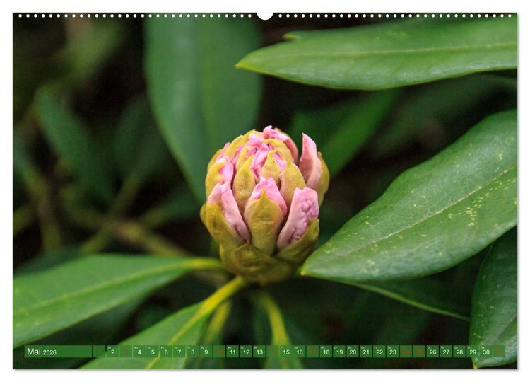 Produktbild: Parkgemeinde Kromlau (Wandkalender 2026 DIN A2 quer), CALVENDO Monatskalender
