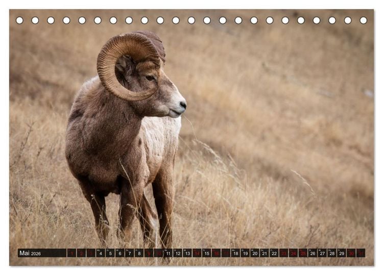 Produktbild: Wildtierkalender (Tischkalender 2026 DIN A5 quer), CALVENDO Monatskalender