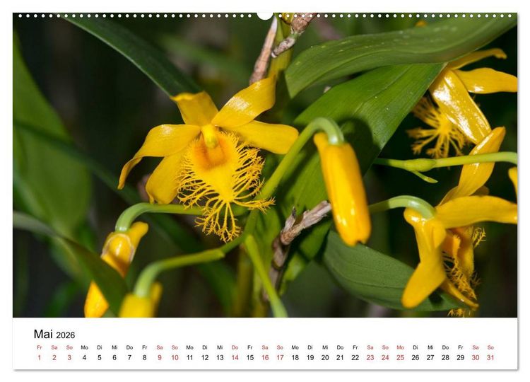 Produktbild: Vielfalt der Orchideen (Wandkalender 2026 DIN A2 quer), CALVENDO Monatskalender
