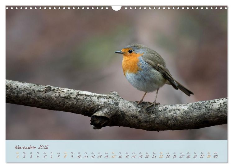 Produktbild: Sch&ouml;nheiten des Waldes (Wandkalender 2026 DIN A3 quer), CALVENDO Monatskalender