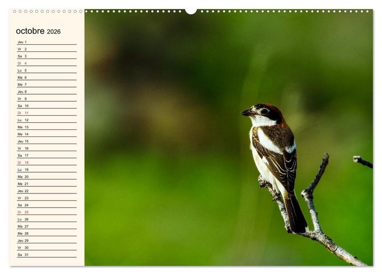 Produktbild: Notre nature sauvage, les passereaux d'Europe (Calendrier mural 2026 DIN A2 vertical), CALVENDO calendrier mensuel