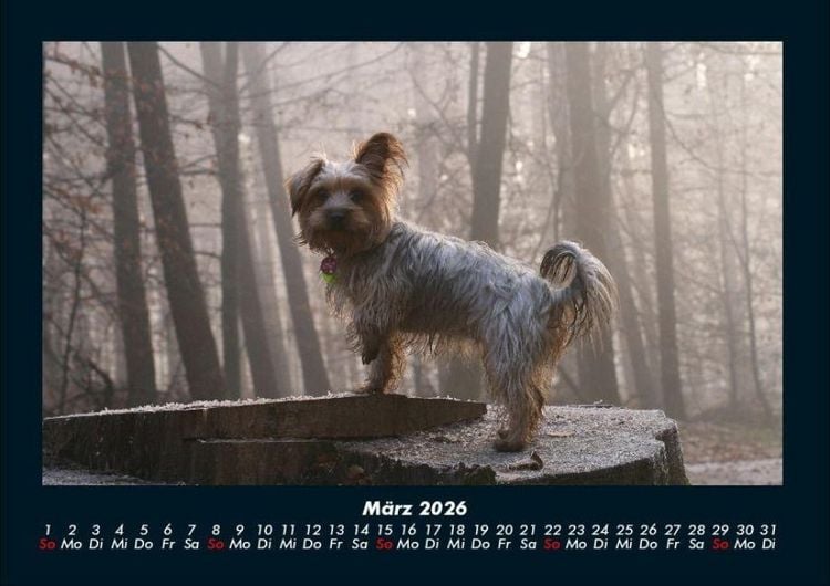 Produktbild: Hunde 2026 Fotokalender DIN A4