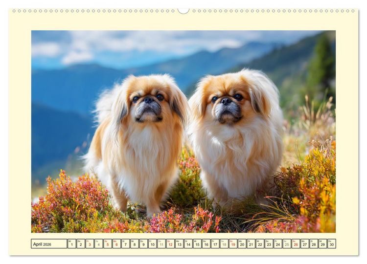 Produktbild: Zauberhafte Pekinesen. Charmante und stolze Hunde zum Verlieben (Wandkalender 2026 DIN A2 quer), CALVENDO Monatskalender