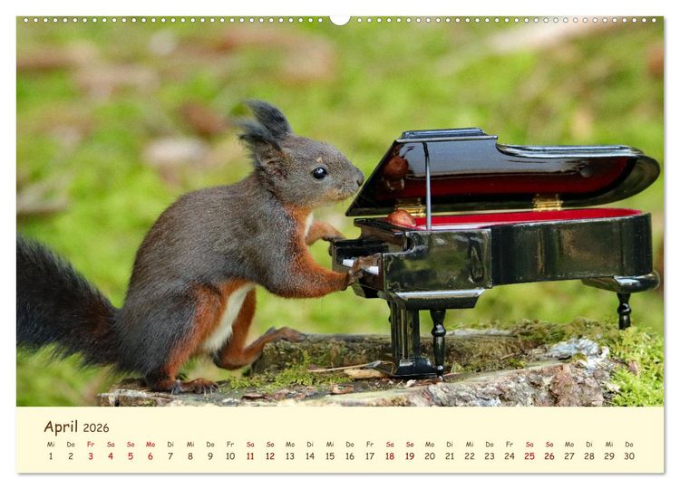Produktbild: Eichh&ouml;rnchen - zauberhaft verspielt (Wandkalender 2026 DIN A2 quer), CALVENDO Monatskalender