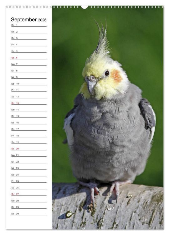 Produktbild: Der Nymphensittich-Terminplaner (Wandkalender 2026 DIN A2 hoch), CALVENDO Monatskalender