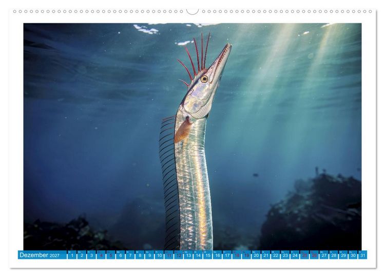 Produktbild: Knochen - und Mondfische (Wandkalender 2027 DIN A2 quer), CALVENDO Monatskalender