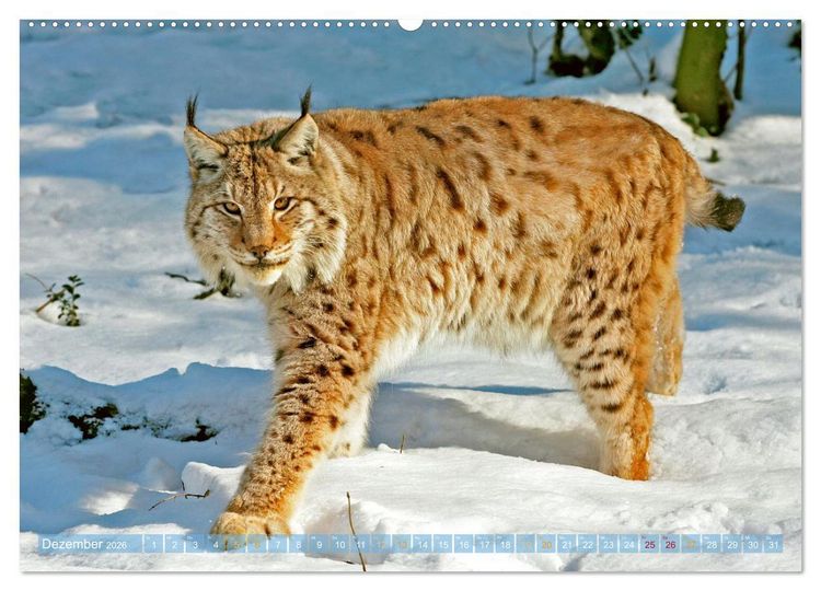 Produktbild: Dem Luchs auf der Spur (hochwertiger Premium Wandkalender 2026 DIN A2 quer), Kunstdruck in Hochglanz