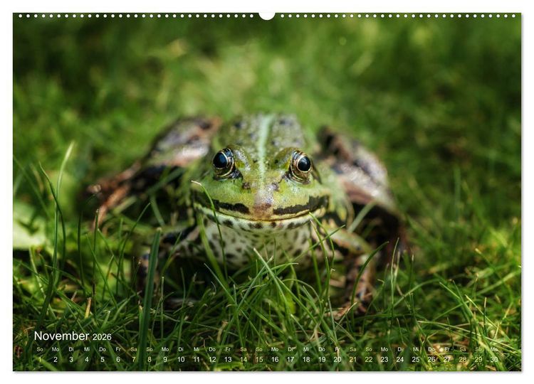 Produktbild: Fr&ouml;sche zum Verlieben (hochwertiger Premium Wandkalender 2026 DIN A2 quer), Kunstdruck in Hochglanz