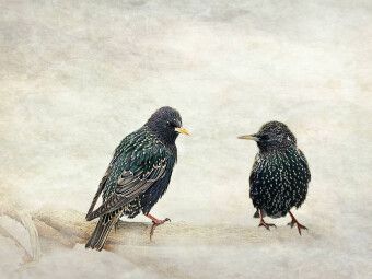 Produktbild: CALVENDO Puzzle Hast du schon geh&ouml;rt? | 1000 Teile Lege-Gr&ouml;&szlig;e 64x48cm Foto-Puzzle f&uuml;r gl&uuml;ckliche Stunden