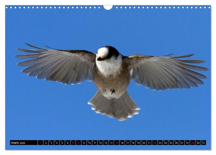 Produktbild: PLUMES L&Eacute;G&Egrave;RES. Oiseaux du Monde (Calendrier mural 2026 DIN A3 vertical), CALVENDO calendrier mensuel