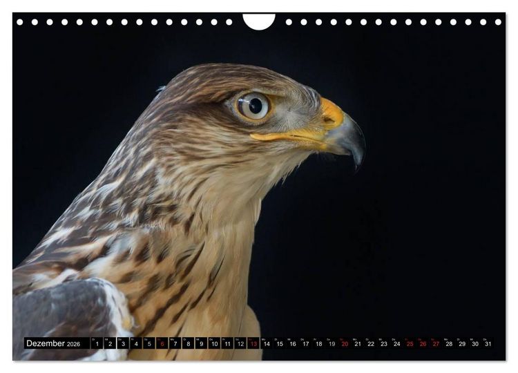 Produktbild: Faszination Greifv&ouml;gel Schnelle J&auml;ger (Wandkalender 2026 DIN A4 quer), CALVENDO Monatskalender